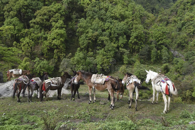 Los caballos están comiendo la hierba en un campo en Poonhill, Nepal fotos de archivo libres de regalías Los caballos están comiendo la hierba en un campo en Poonhill, Nepal fotos de archivo libres de regalías