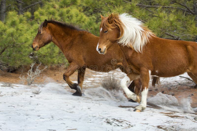 Los caballos salvajes corren en bosque arenoso en la isla de Assateague, Maryland fotografía de archivo Los caballos salvajes corren en bosque arenoso en la isla de Assateague, Maryland fotografía de archivo