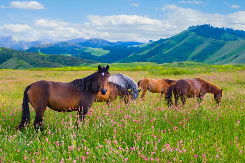 Los caballos se pastan en un prado imagen de archivo libre de regalías Los caballos se pastan en un prado imagen de archivo libre de regalías