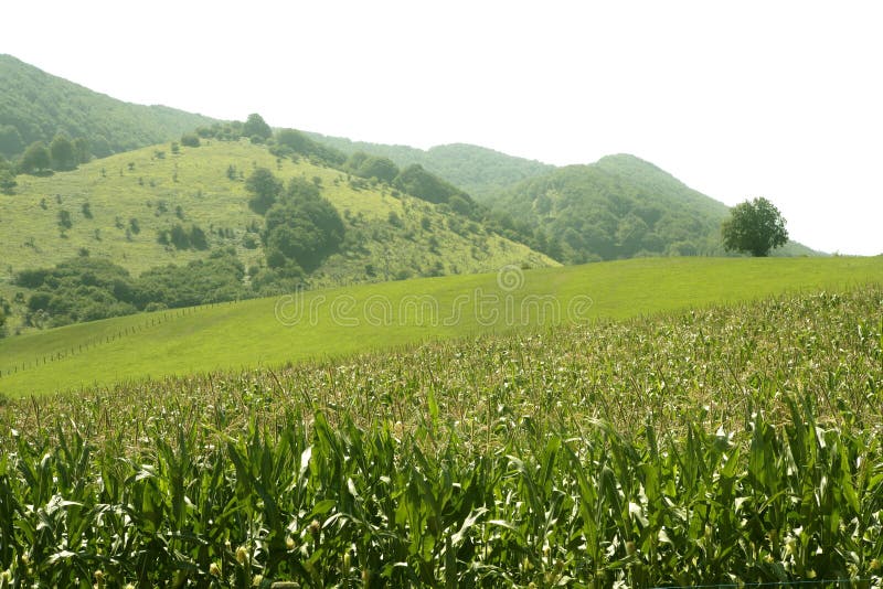 Los campos verdes del maíz ajardinan al aire libre