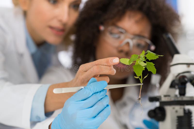 Los científicos de sexo femenino examinan la planta que trabaja en la investigación del estudio de laboratorio de la genética, do foto de archivo libre de regalías Los científicos de sexo femenino examinan la planta que trabaja en la investigación del estudio de laboratorio de la genética, do foto de archivo libre de regalías