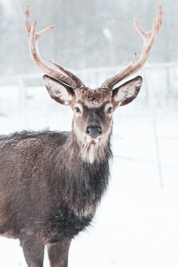 Los ciervos de Sika, Cervus nipón, mancharon el retrato macro de los ciervos, en la nieve fotos de archivo Los ciervos de Sika, Cervus nipón, mancharon el retrato macro de los ciervos, en la nieve fotos de archivo