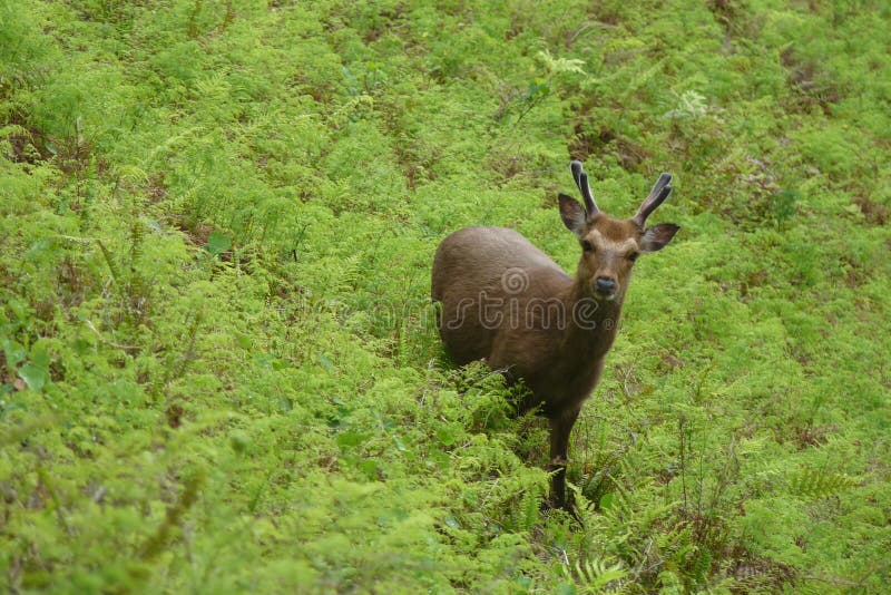 Los ciervos de Yakushima fotografía de archivo Los ciervos de Yakushima fotografía de archivo