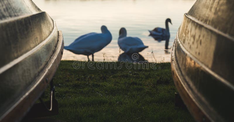 Los cisnes se sientan entre un barco que rema - Hornsea, Reino Unido foto de archivo Los cisnes se sientan entre un barco que rema - Hornsea, Reino Unido foto de archivo