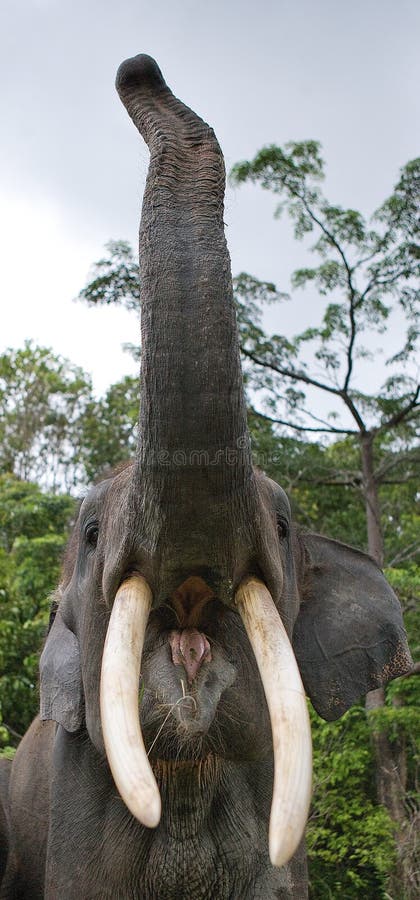Los colmillos y el tronco y la boca abierta del elefante asiático Muy cerca Punto inusual del tiroteo indonesia sumatra fotografía de archivo