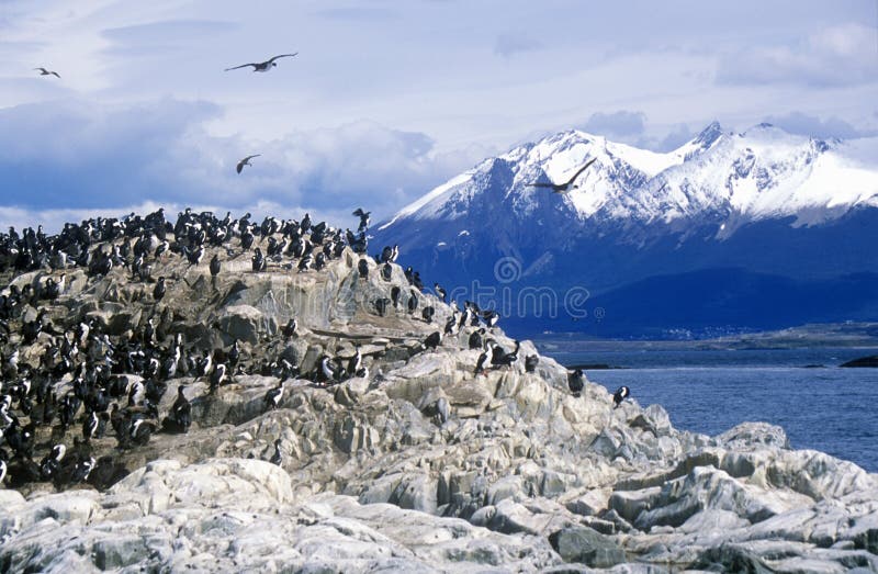 Los cormoranes en rocas acercan al canal del beagle y tienden un puente sobre las islas, Ushuaia, la Argentina meridional fotografía de archivo libre de regalías Los cormoranes en rocas acercan al canal del beagle y tienden un puente sobre las islas, Ushuaia, la Argentina meridional fotografía de archivo libre de regalías