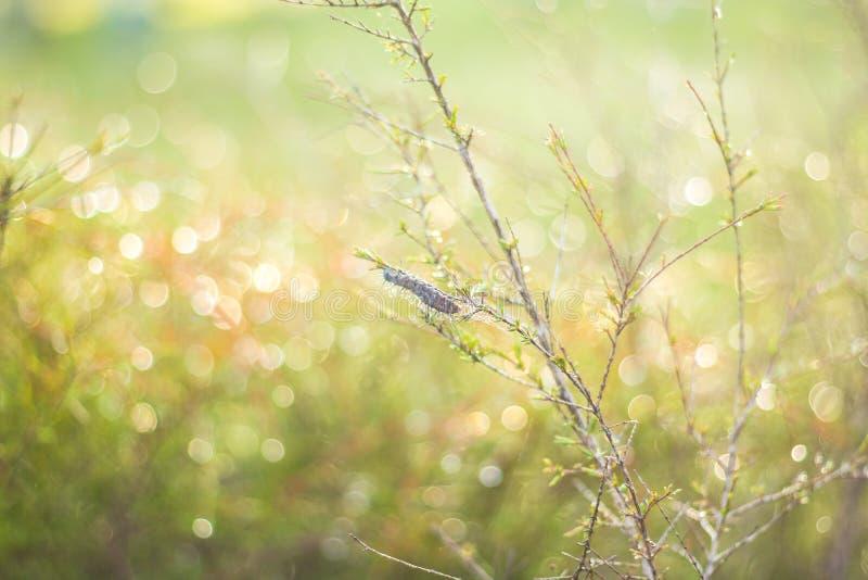 Los descensos del agua en el fondo del bokeh de la mañana cubren el gusano de la imagen fotos de archivo