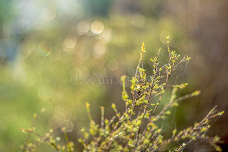 Los descensos del agua en el fondo del bokeh de la mañana cubren imagen fotos de archivo