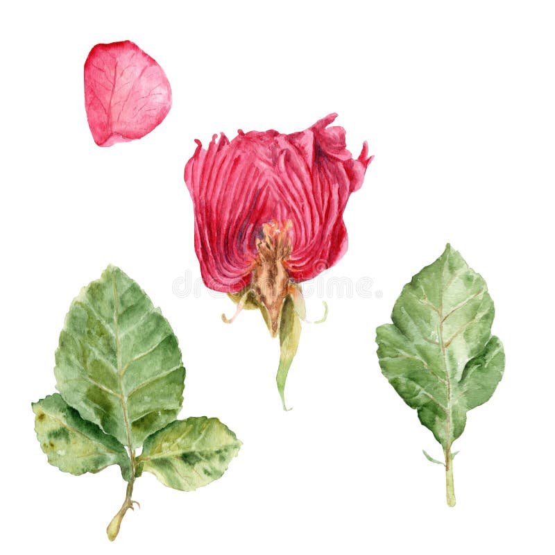 Los dibujos de la acuarela - subió en un corte, subió los pétalos, hojas libre illustration Los dibujos de la acuarela - subió en un corte, subió los pétalos, hojas libre illustration