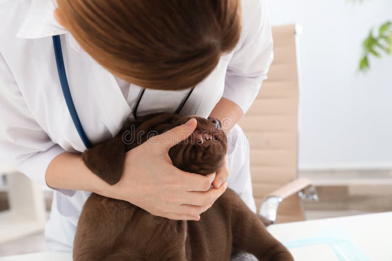 Los dientes del perrito de examen veterinario profesional imagen de archivo libre de regalías Los dientes del perrito de examen veterinario profesional imagen de archivo libre de regalías