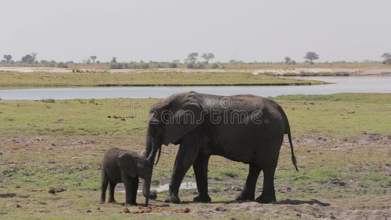 Los elefantes africanos que la madre toma cuidan su elefante del bebé