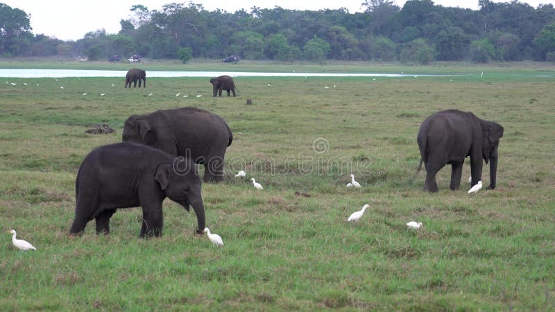 Los elefantes del beb? comen la hierba con las garcetas alrededor