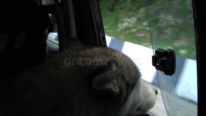 Los empujes del perro dirigen hacia fuera la ventana del coche que viaja