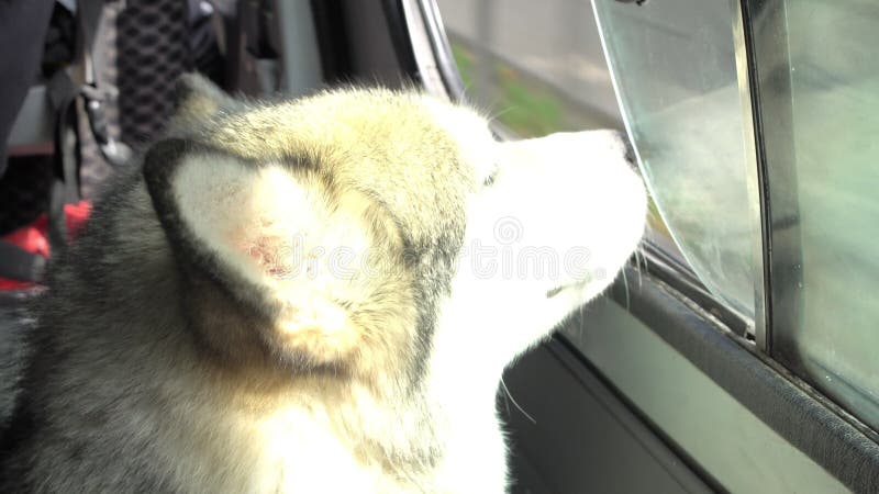 Los empujes del perro del Malamute dirigen hacia fuera la ventana del coche que viaja