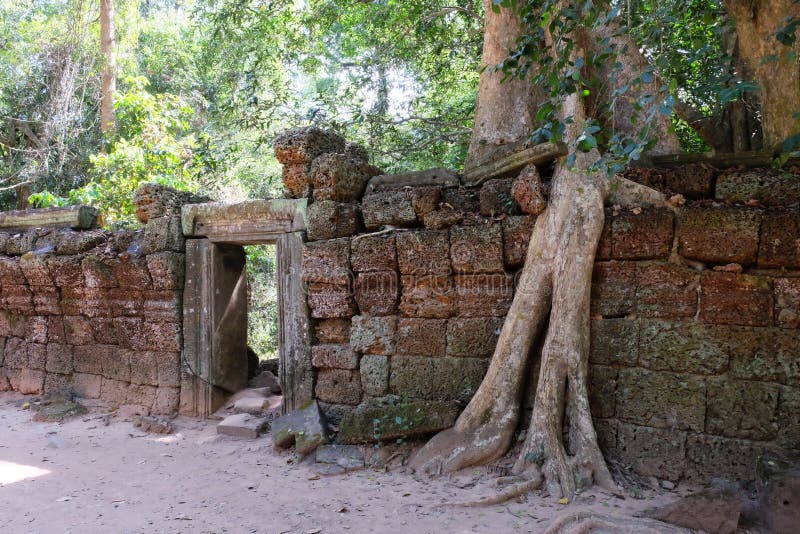 Los ficus enormes crecen en la pared de piedra vieja El ?rbol destruye la pared de piedra antigua con sus ra?ces fotografía de archivo Los ficus enormes crecen en la pared de piedra vieja El ?rbol destruye la pared de piedra antigua con sus ra?ces fotografía de archivo