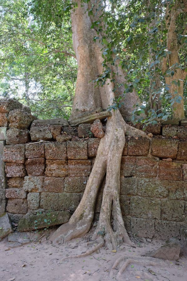 Los ficus enormes crecen en la pared de piedra vieja El ?rbol destruye la pared de piedra antigua con sus ra?ces imagenes de archivo Los ficus enormes crecen en la pared de piedra vieja El ?rbol destruye la pared de piedra antigua con sus ra?ces imagenes de archivo