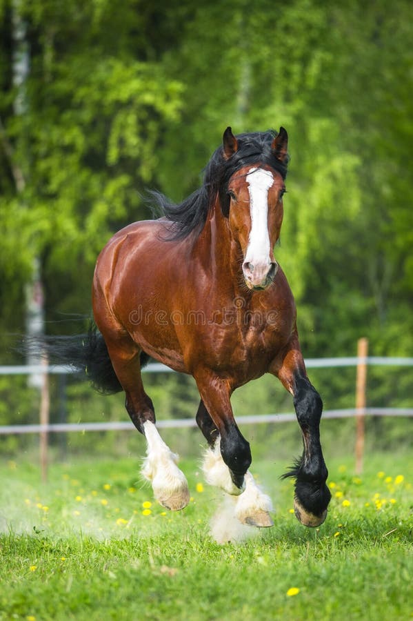 Los funcionamientos del caballo de Vladimir Heavy Draft de la bahía galopan en el prado imagenes de archivo