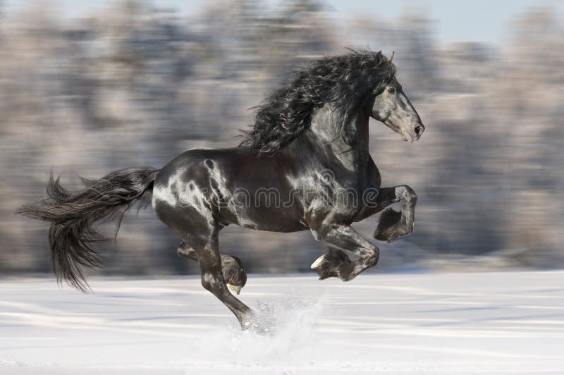 Los funcionamientos frisios negros del caballo galopan en fondo borroso del invierno foto de archivo libre de regalías Los funcionamientos frisios negros del caballo galopan en fondo borroso del invierno foto de archivo libre de regalías