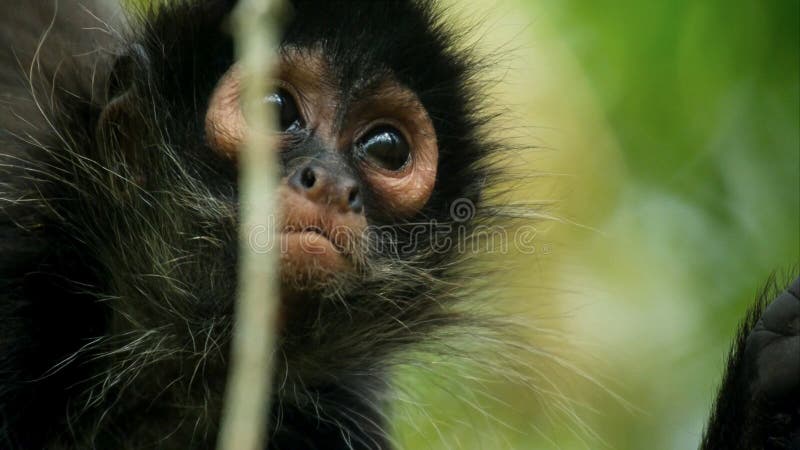 Los fusciceps de cabeza negra del Ateles del mono de araña cuelgan en un árbol en el parque nacional de Corcovado en Costa Rica imágenes de archivo libres de regalías Los fusciceps de cabeza negra del Ateles del mono de araña cuelgan en un árbol en el parque nacional de Corcovado en Costa Rica imágenes de archivo libres de regalías