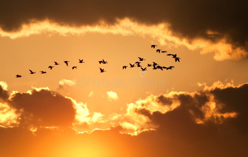 Los gansos canadienses vuelan en la puesta del sol