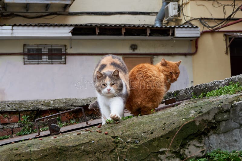 Los gatos sin hogar en la calle toman el afecto de un hombre y comen imagenes de archivo Los gatos sin hogar en la calle toman el afecto de un hombre y comen imagenes de archivo