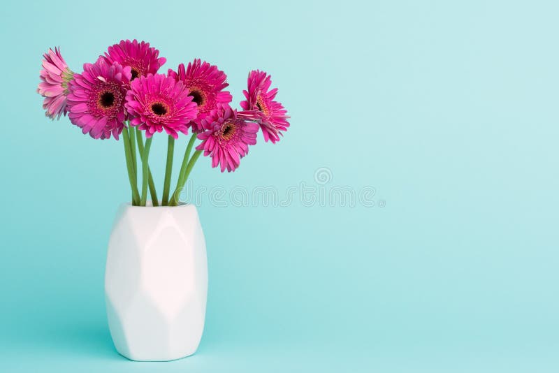 Los gerberas rosados oscuros en un florero en azul en colores pastel del caramelo colorearon el fondo fotos de archivo libres de regalías