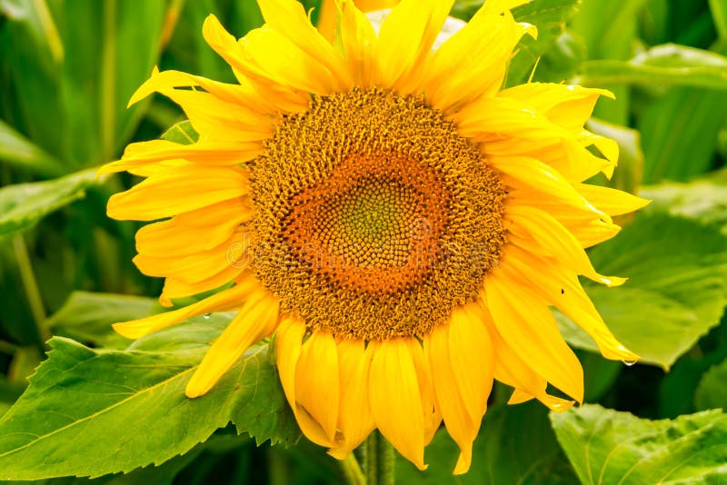 Los girasoles amarillos brillantes en la plena floración en el jardín para el aceite mejoran salud de la piel y promueven la rege fotografía de archivo libre de regalías Los girasoles amarillos brillantes en la plena floración en el jardín para el aceite mejoran salud de la piel y promueven la rege fotografía de archivo libre de regalías