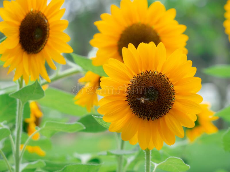 Los girasoles están floreciendo en el jardín de la estación de verano fotografía de archivo Los girasoles están floreciendo en el jardín de la estación de verano fotografía de archivo