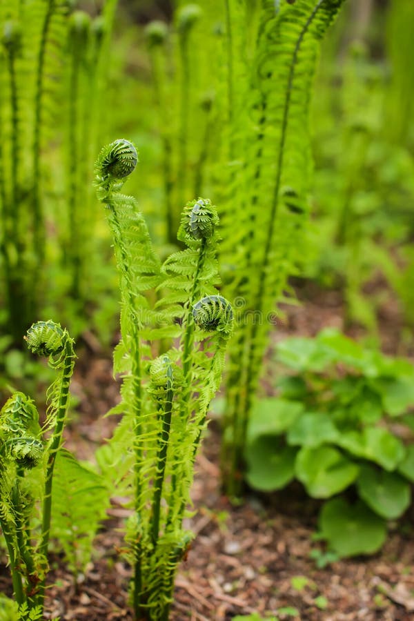 Los helechos jovenes de Beautyful dejan el follaje verde que crece en fondo floral natural del helecho del bosque de la primavera foto de archivo libre de regalías Los helechos jovenes de Beautyful dejan el follaje verde que crece en fondo floral natural del helecho del bosque de la primavera foto de archivo libre de regalías