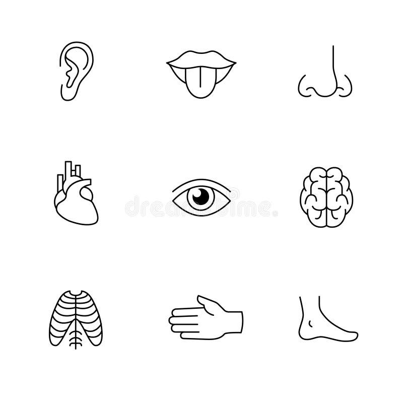 Los iconos médicos enrarecen la línea sistema del arte Órganos humanos libre illustration Los iconos médicos enrarecen la línea sistema del arte Órganos humanos libre illustration