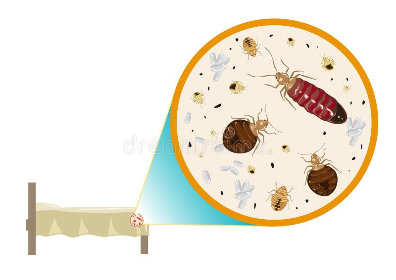 Los insectos de cama enfocan adentro vector