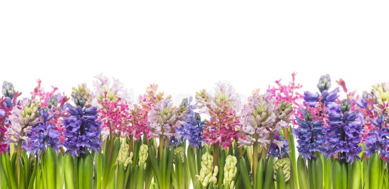 Hyacinths flowers blooming in spring,banner,border,panrama, isolated. Hyacinths flowers blooming in spring,banner,border,panrama, isolated