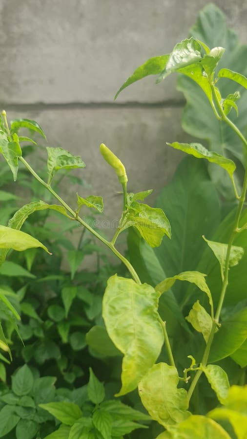 Los jóvenes que siguen creciendo en los árboles son frescos y brillantes con hojas verdes almacen de video