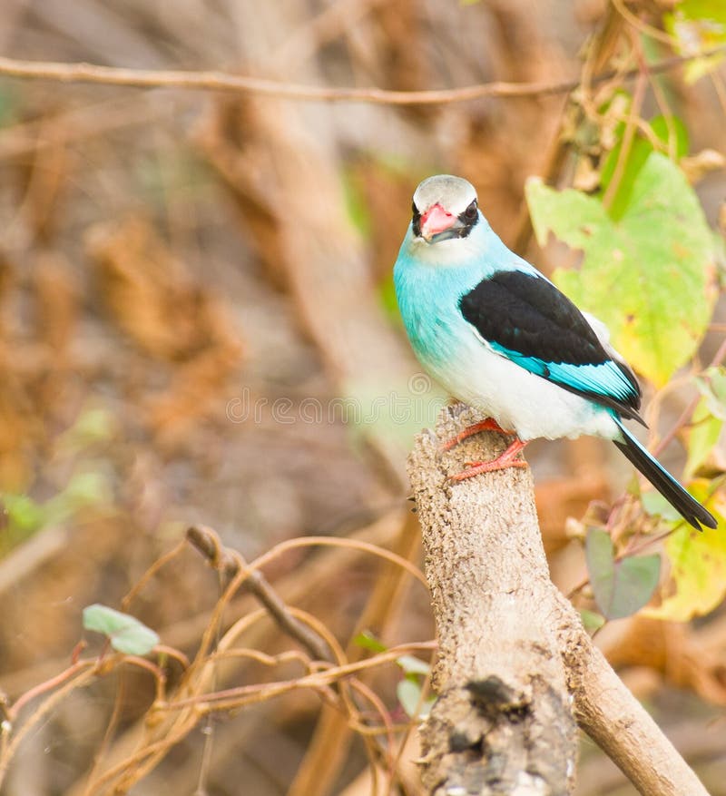 The Blue-breasted Kingfisher is a tree kingfisher which is widely distributed in tropical Gambia. The Blue-breasted Kingfisher is a tree kingfisher which is widely distributed in tropical Gambia.