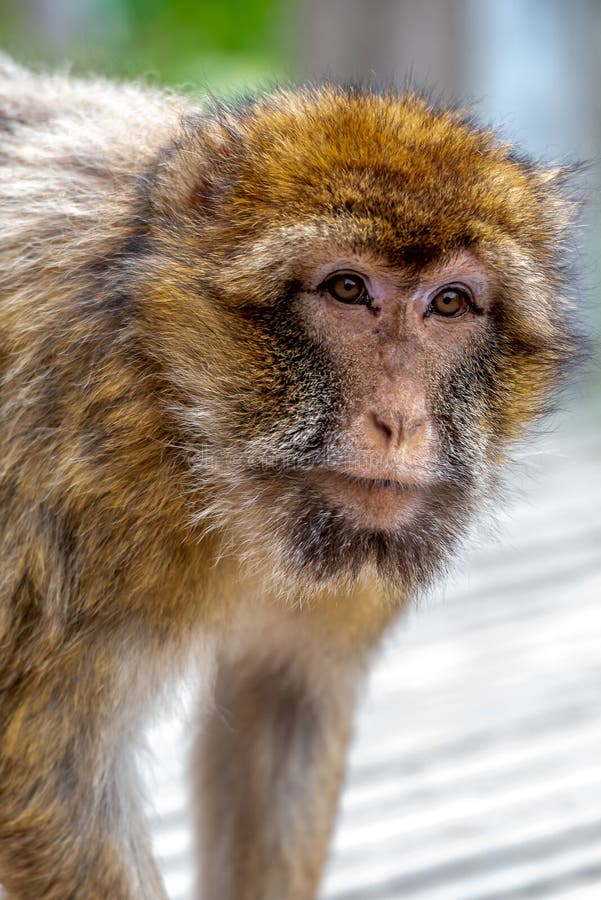 Los Monos Barbarie Tienen Piel De Color Amarillo Parduzco de - Imagen de descarado: 159954938