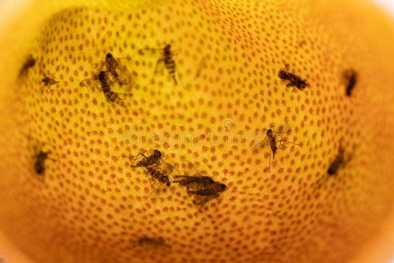 Los mosquitos atrapados y muertos en la taza de jarra de nepenthes un género de plantas carnívoras también conocidas como plantas imágenes de archivo libres de regalías