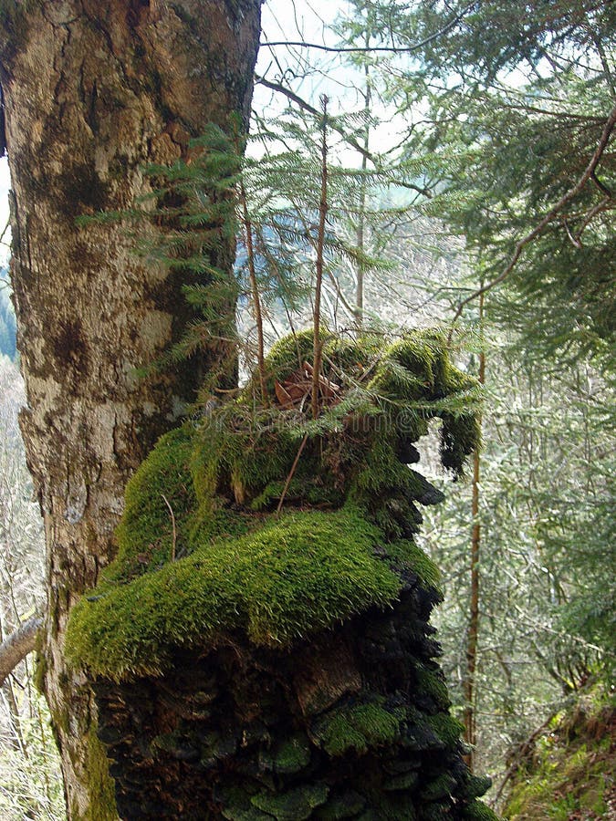 Mosses in the forest regulate the water balance, plants in nature. Mosses in the forest regulate the water balance, plants in nature