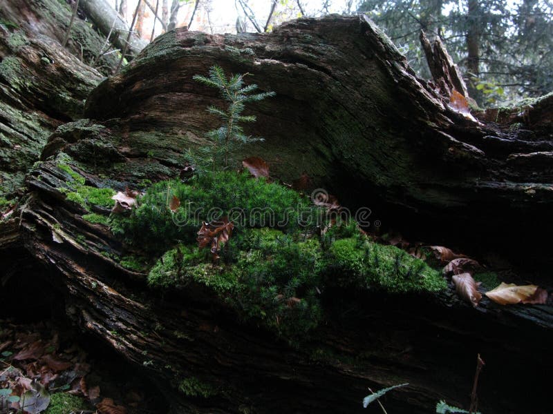 Mosses in the forest regulate the water balance, plants in nature. Mosses in the forest regulate the water balance, plants in nature