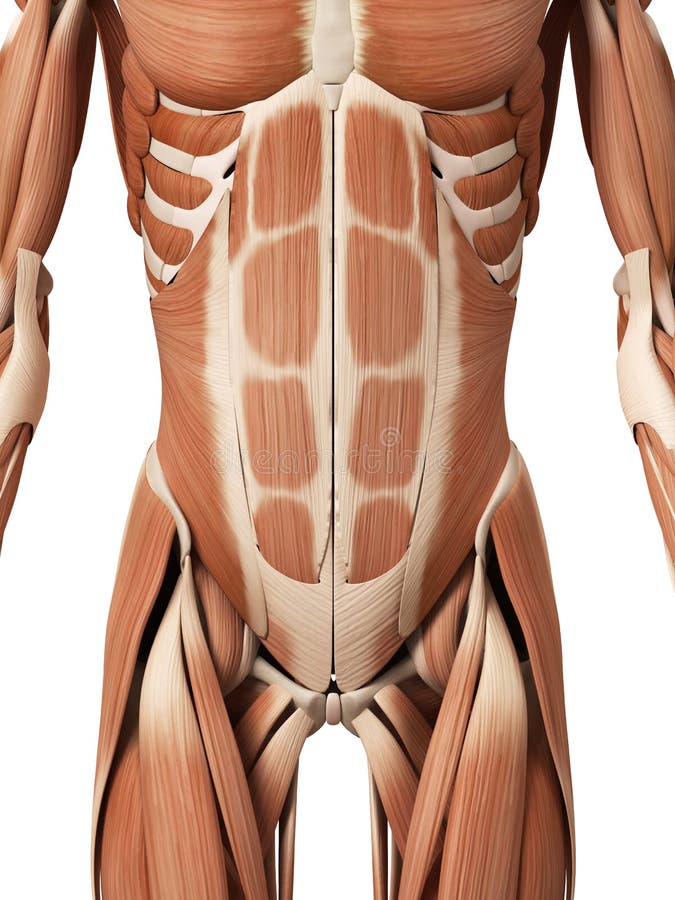 Los músculos abdominales ilustración del vector Los músculos abdominales ilustración del vector