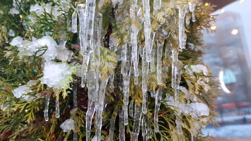 Los músculos sobre las ramas del closet de los árboles descienden el goteo de agua de los músculos de fusión metrajes