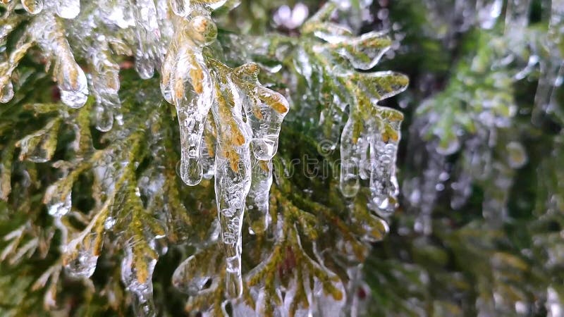Los músculos sobre las ramas del closet de los árboles descienden el goteo de agua de los músculos de fusión almacen de metraje de vídeo