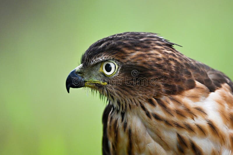 Los ojos de águila son muy agudos foto de archivo
