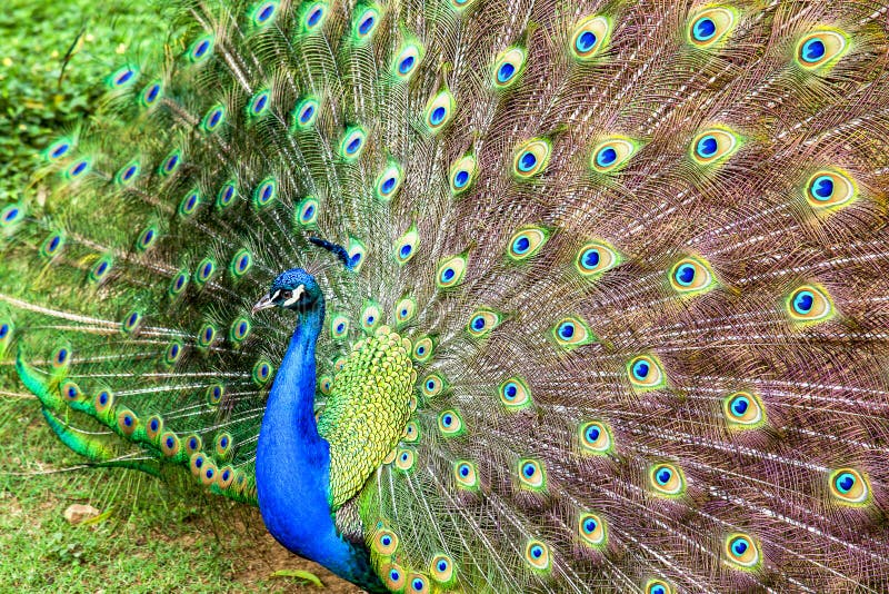 Los ojos múltiples de las plumas de cola del apeacock foto de archivo Los ojos múltiples de las plumas de cola del apeacock foto de archivo