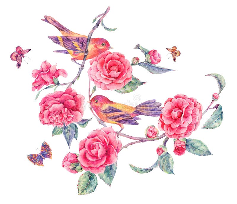 Los pares de pájaros en una camelia floreciente ramifican libre illustration Los pares de pájaros en una camelia floreciente ramifican libre illustration