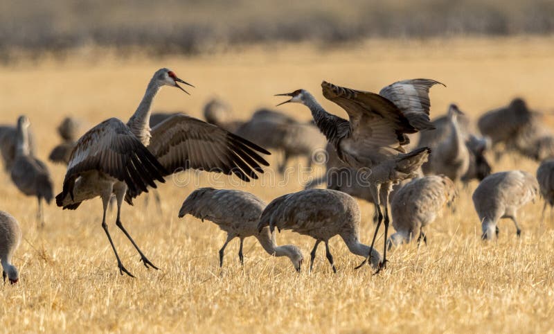 Los pares de Sandhill Cranes el baile durante las horas de mañana foto de archivo libre de regalías Los pares de Sandhill Cranes el baile durante las horas de mañana foto de archivo libre de regalías