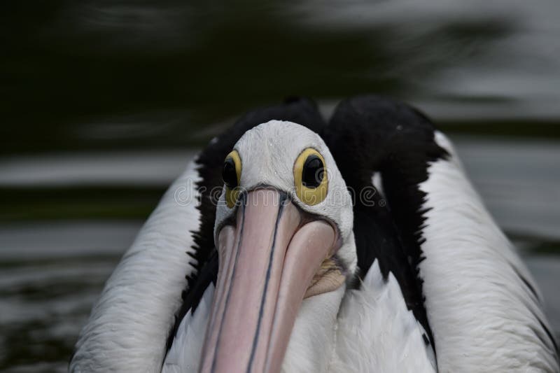 Los pelícanos, son los pájaros de agua que tienen bolsos debajo de sus picos, alas negras, con los cuerpos blancos imagenes de archivo Los pelícanos, son los pájaros de agua que tienen bolsos debajo de sus picos, alas negras, con los cuerpos blancos imagenes de archivo