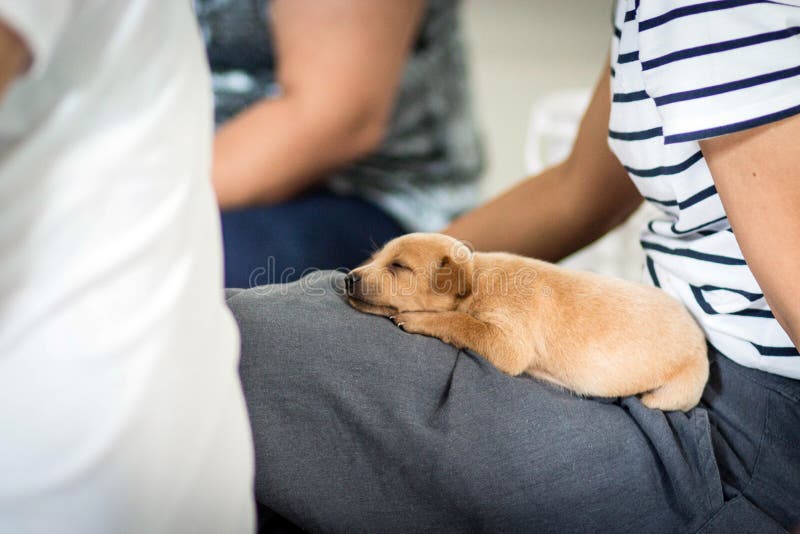 Inglés Están Durmiendo