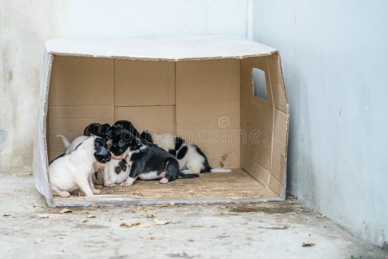 Los perritos sin hogar descansan en la caja foto de archivo libre de regalías Los perritos sin hogar descansan en la caja foto de archivo libre de regalías