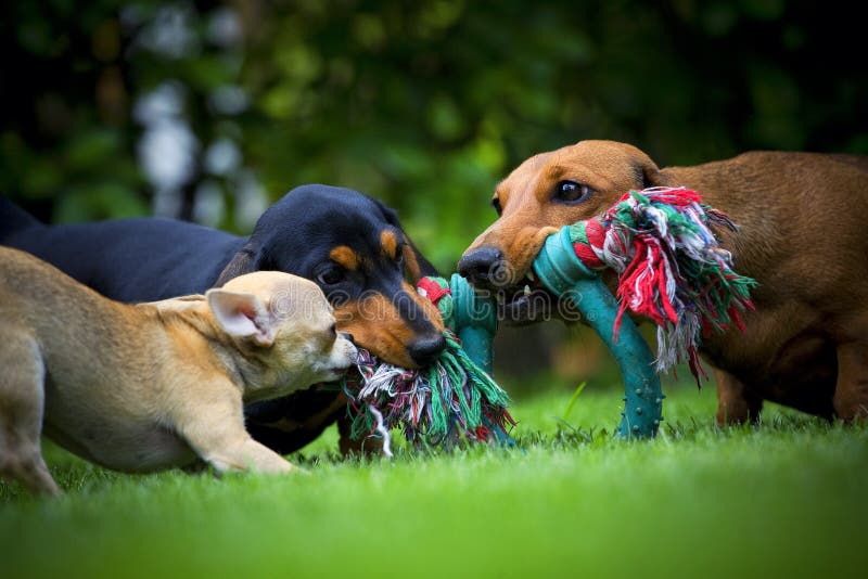 Los perros en el jardín del verano juegan con el juguete imagen de archivo Los perros en el jardín del verano juegan con el juguete imagen de archivo