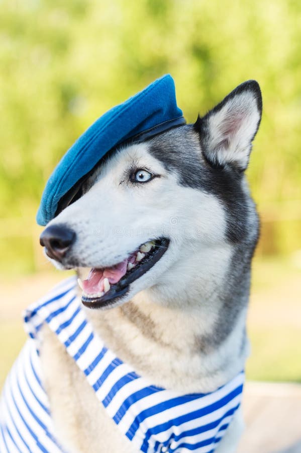 Los perros esquimales persiguen vestido en un uniforme marino en el fondo al aire libre foto de archivo Los perros esquimales persiguen vestido en un uniforme marino en el fondo al aire libre foto de archivo